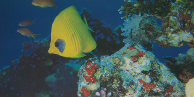 JoomlaWorks Simple Image Rotator